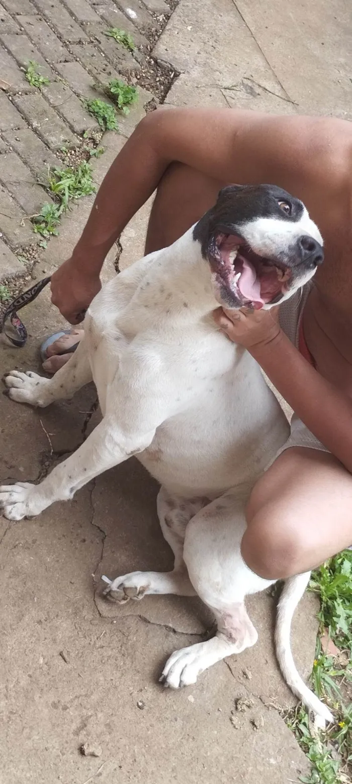 Cachorro ra a Pit-Bull idade 3 anos nome Sultão 