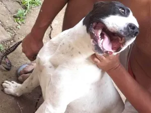 Cachorro raça Pit-Bull idade 3 anos nome Sultão 