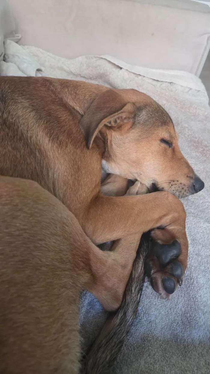 Cachorro ra a SRD-ViraLata idade 2 a 6 meses nome Paçoca