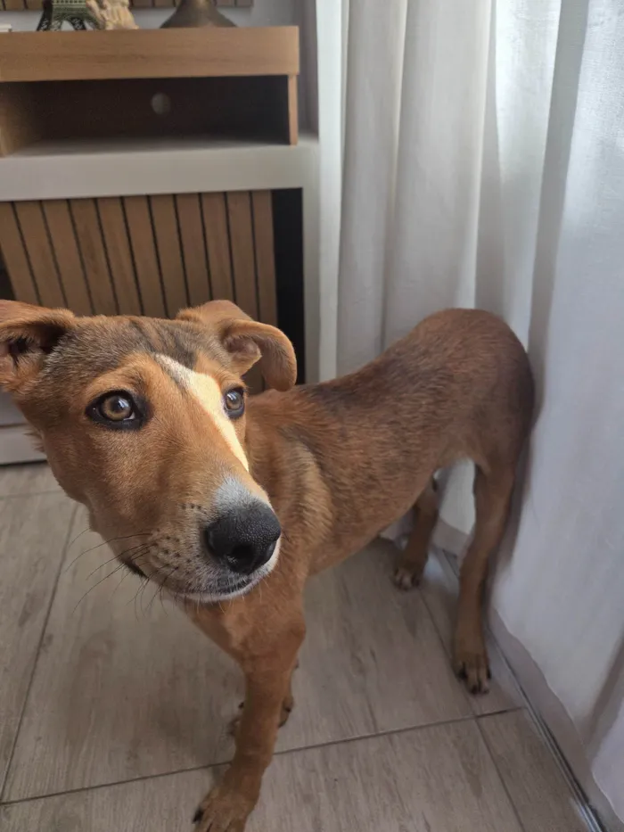 Cachorro ra a SRD-ViraLata idade 2 a 6 meses nome Paçoca