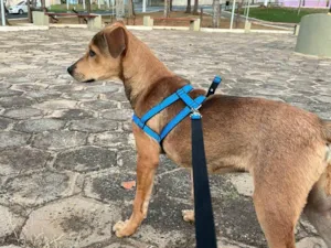 Cachorro raça SRD-ViraLata idade 2 a 6 meses nome Paçoca