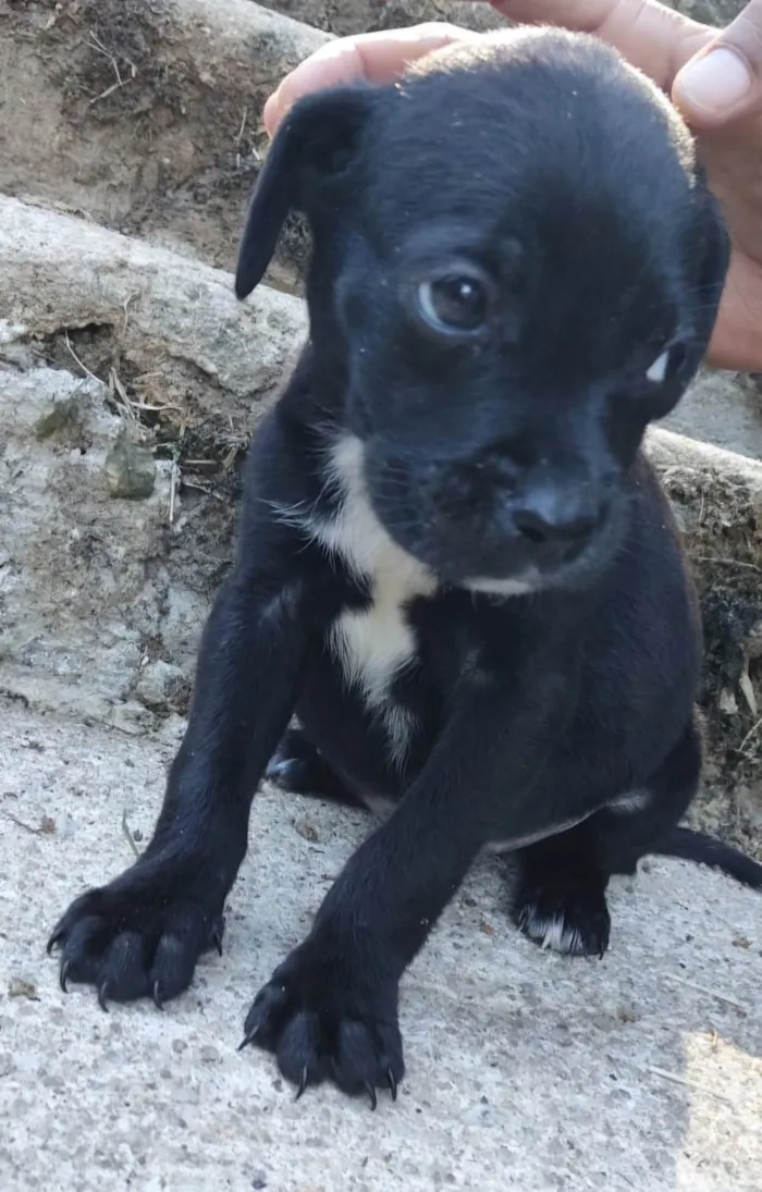 Cachorro ra a SRD-ViraLata idade 2 a 6 meses nome Marcos 