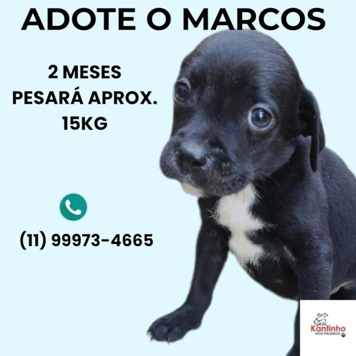 Cachorro ra a SRD-ViraLata idade 2 a 6 meses nome Marcos 