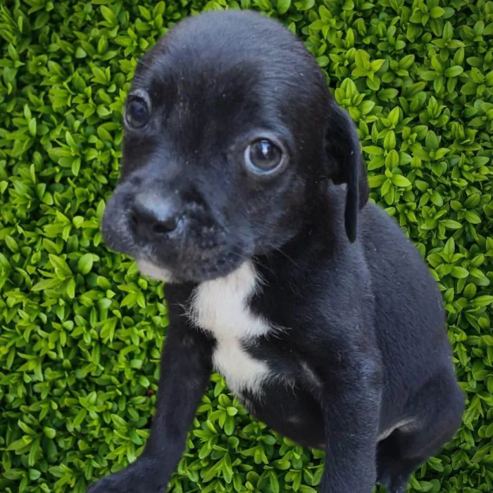 Cachorro ra a SRD-ViraLata idade 2 a 6 meses nome Marcos 