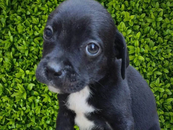 Cachorro ra a SRD-ViraLata idade 2 a 6 meses nome Marcos 