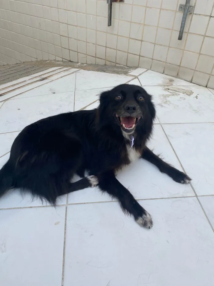 Cachorro ra a SRD-ViraLata idade 6 ou mais anos nome Bella