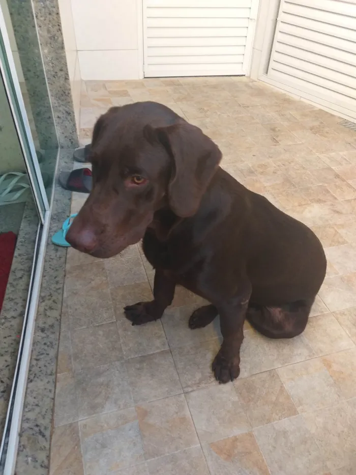Cachorro ra a Labrador idade 6 ou mais anos nome Thor