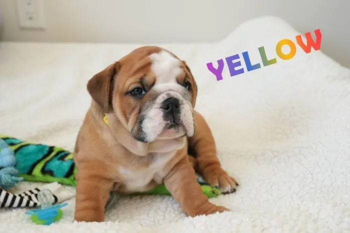 Cachorro ra a Bulldog idade 7 a 11 meses nome Shawn