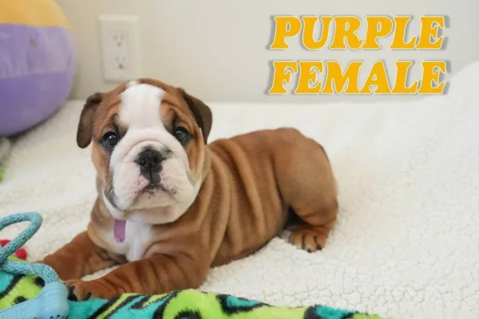 Cachorro ra a Bulldog idade 7 a 11 meses nome Shawn