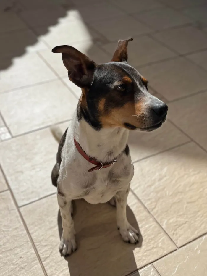 Cachorro ra a SRD-ViraLata idade 2 anos nome Grandão 