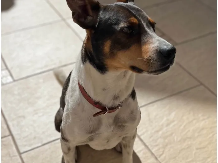Cachorro ra a SRD-ViraLata idade 2 anos nome Grandão 