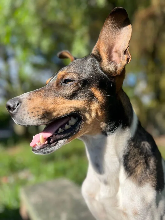 Cachorro ra a SRD-ViraLata idade 2 anos nome Grandão 
