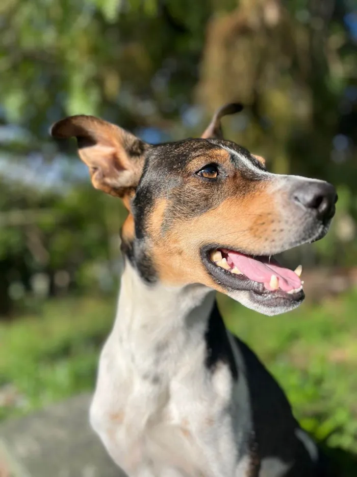 Cachorro ra a SRD-ViraLata idade 2 anos nome Grandão 