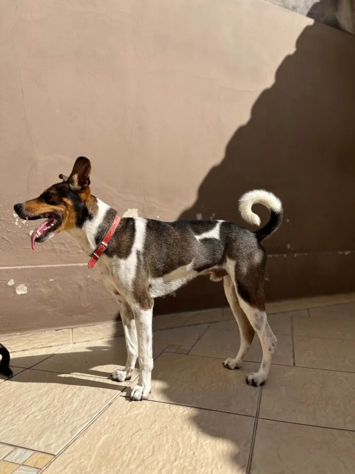 Cachorro ra a SRD-ViraLata idade 2 anos nome Grandão 