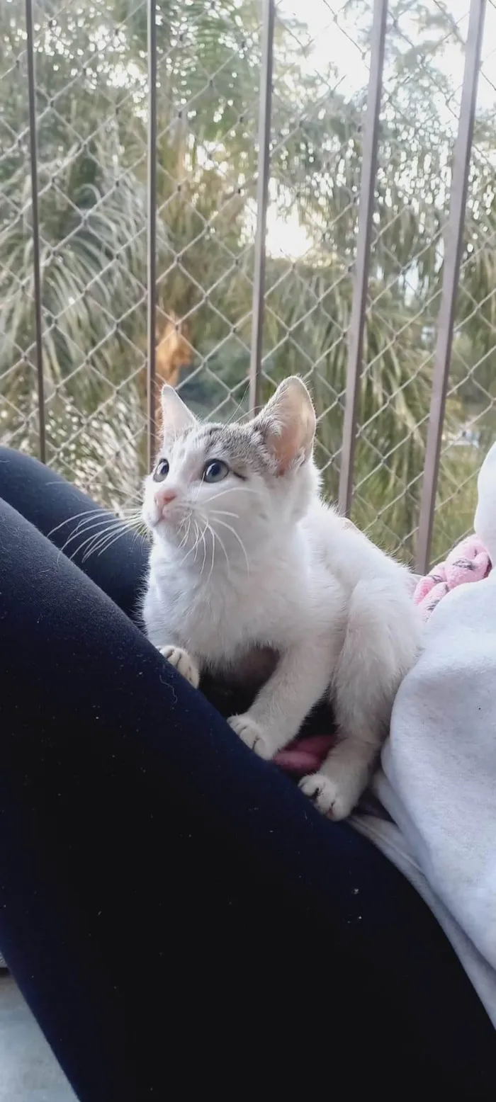 Gato ra a SRD-ViraLata idade Abaixo de 2 meses nome Baby