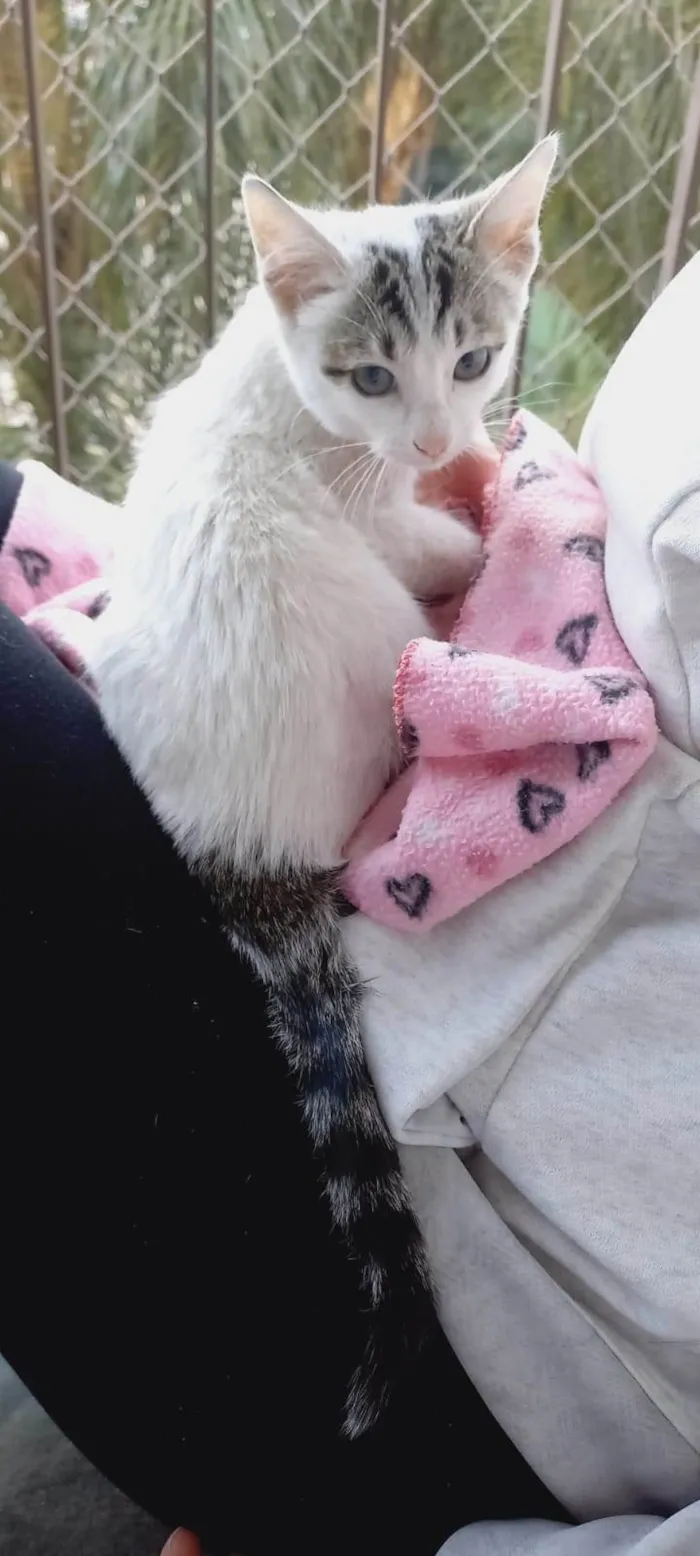 Gato ra a SRD-ViraLata idade Abaixo de 2 meses nome Baby