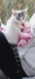 Baby
