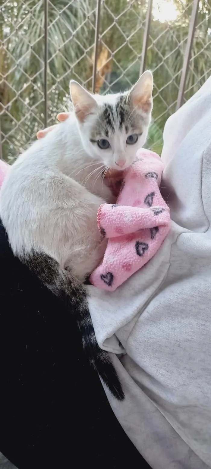 Gato ra a SRD-ViraLata idade Abaixo de 2 meses nome Baby
