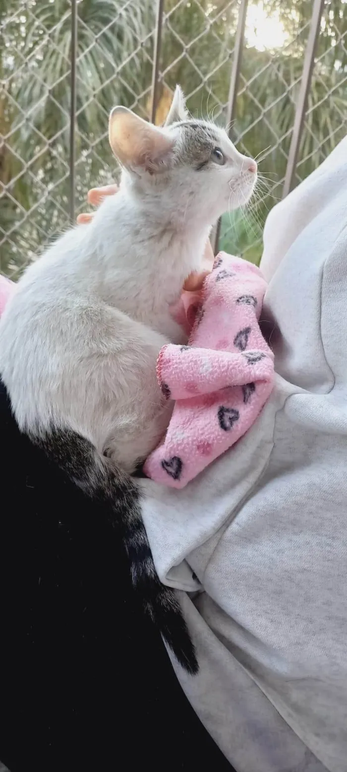 Gato ra a SRD-ViraLata idade Abaixo de 2 meses nome Baby
