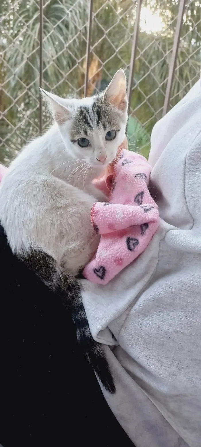 Gato ra a SRD-ViraLata idade Abaixo de 2 meses nome Baby