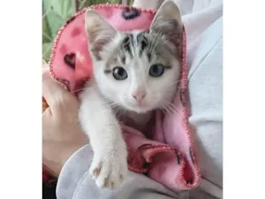 Gato raça SRD-ViraLata idade Abaixo de 2 meses nome Baby