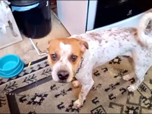 Cachorro raça SRD-ViraLata idade 7 a 11 meses nome Billy bb10meses 