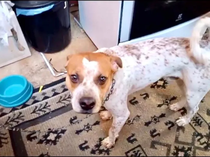Cachorro ra a SRD-ViraLata idade 7 a 11 meses nome Billy bb10meses 