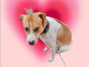 Cachorro raça SRD-ViraLata idade 7 a 11 meses nome Simon bb10meses