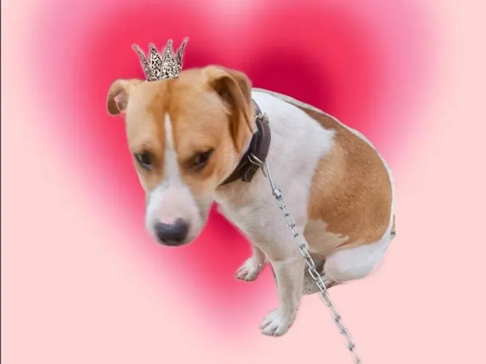 Cachorro ra a SRD-ViraLata idade 7 a 11 meses nome Simon bb10meses