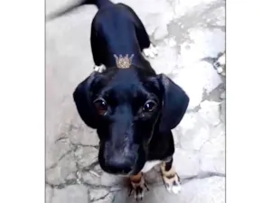 Cachorro raça SRD-ViraLata idade 2 a 6 meses nome Nutella bb3meses mix salsicha 