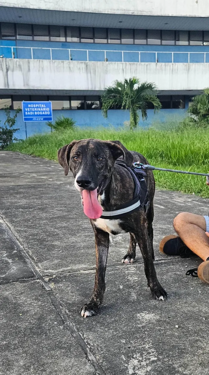 Cachorro ra a SRD-ViraLata idade 1 ano nome Tigrinho 