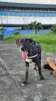 Tigrinho
