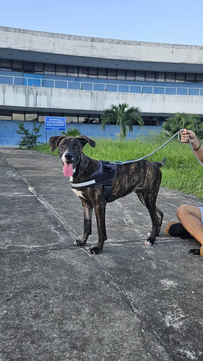 Cachorro ra a SRD-ViraLata idade 1 ano nome Tigrinho 