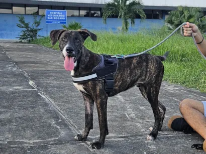 Cachorro raça SRD-ViraLata idade 1 ano nome Tigrinho 