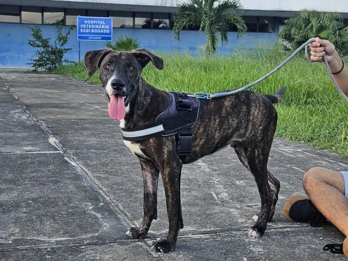 Cachorro ra a SRD-ViraLata idade 1 ano nome Tigrinho 