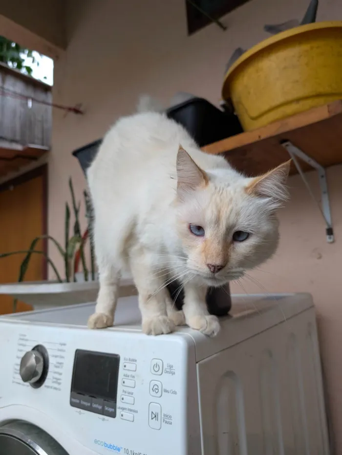 Gato ra a SRD-ViraLata idade 4 anos nome Bacarin