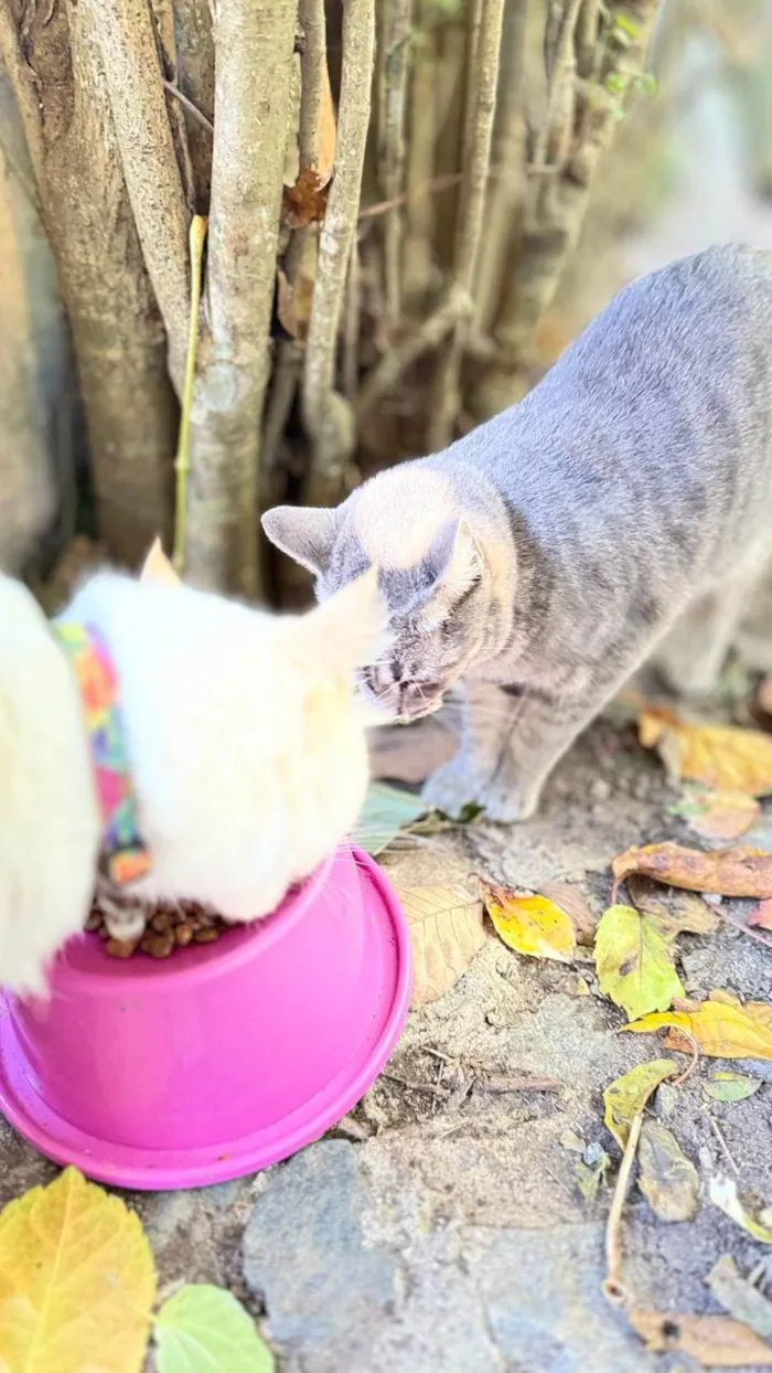 Gato ra a SRD-ViraLata idade 4 anos nome Joy