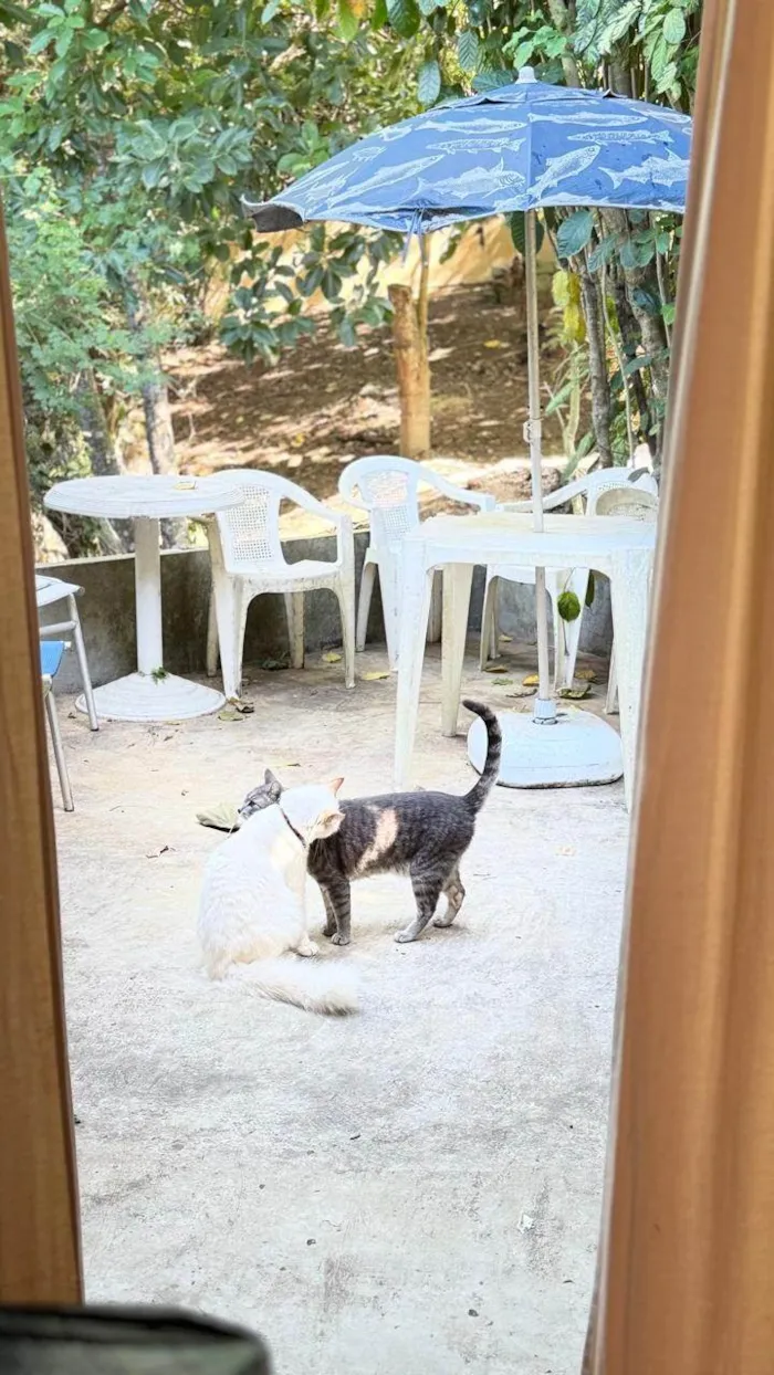 Gato ra a SRD-ViraLata idade 4 anos nome Joy