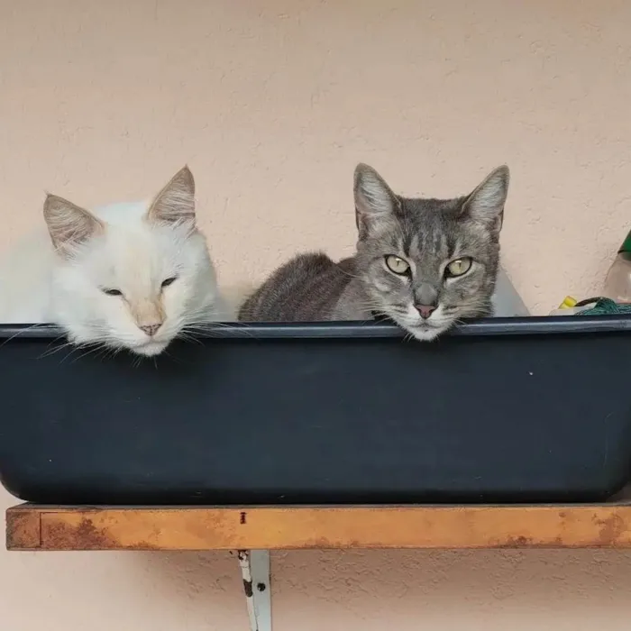Gato ra a SRD-ViraLata idade 4 anos nome Joy