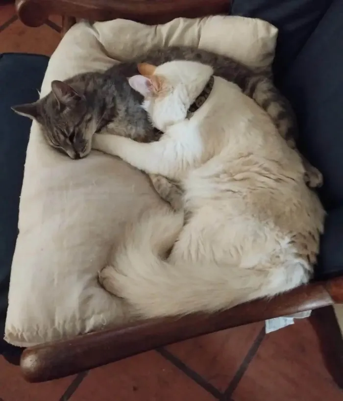 Gato ra a SRD-ViraLata idade 4 anos nome Joy