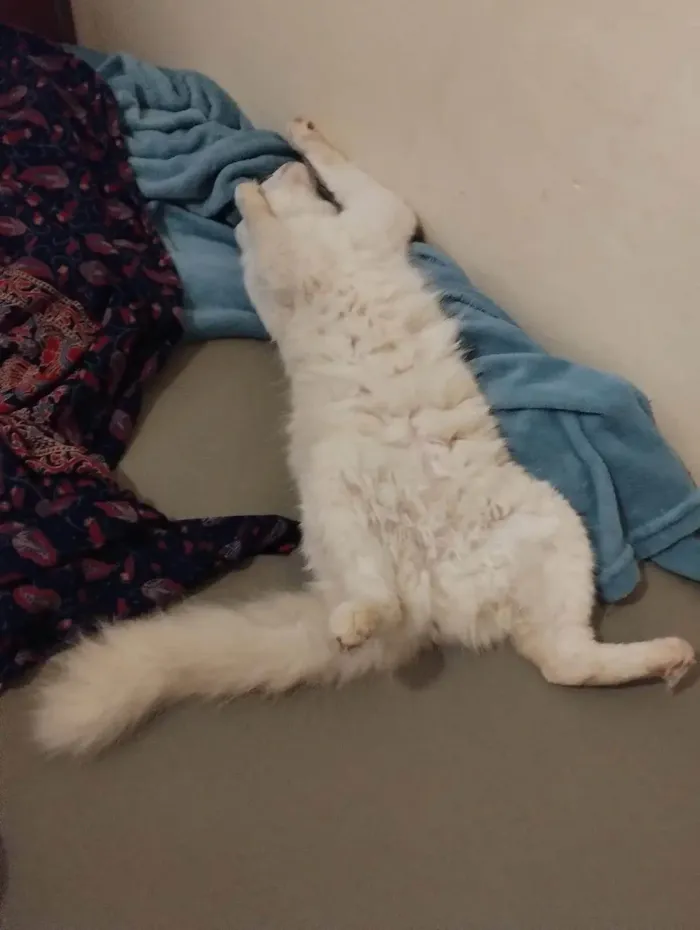 Gato ra a SRD-ViraLata idade 4 anos nome Joy
