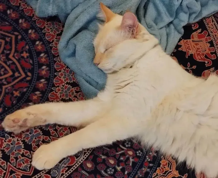 Gato ra a SRD-ViraLata idade 4 anos nome Joy