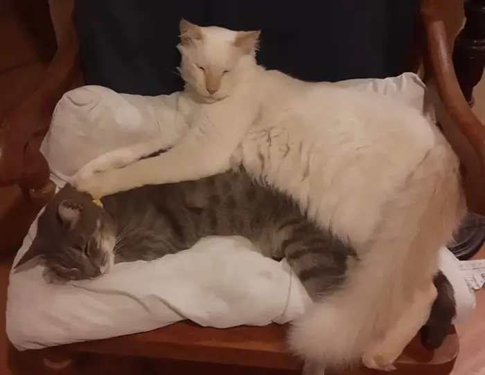 Gato ra a SRD-ViraLata idade 4 anos nome Joy