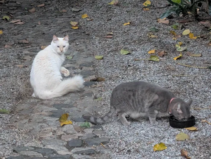 Gato ra a SRD-ViraLata idade 4 anos nome Joy