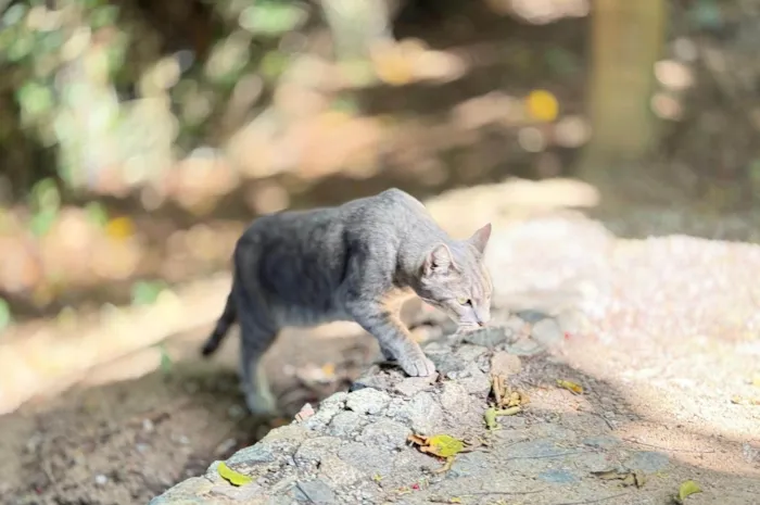Gato ra a SRD-ViraLata idade 4 anos nome Joy