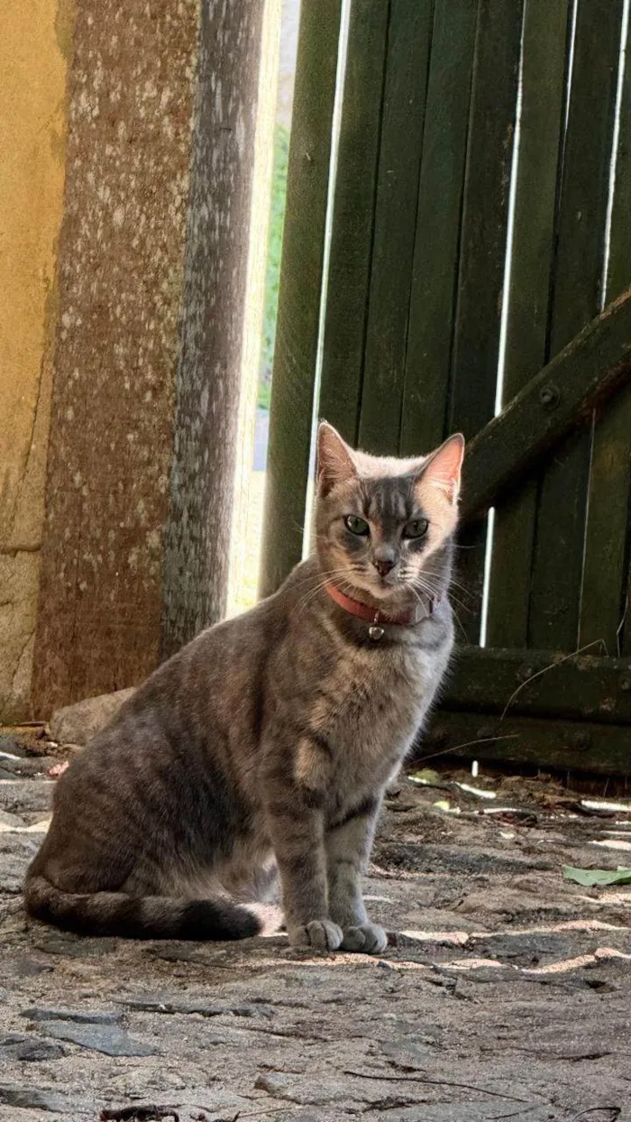 Gato ra a SRD-ViraLata idade 4 anos nome Joy