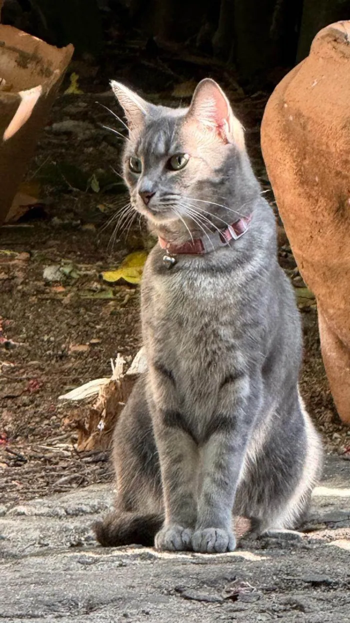 Gato ra a SRD-ViraLata idade 4 anos nome Joy