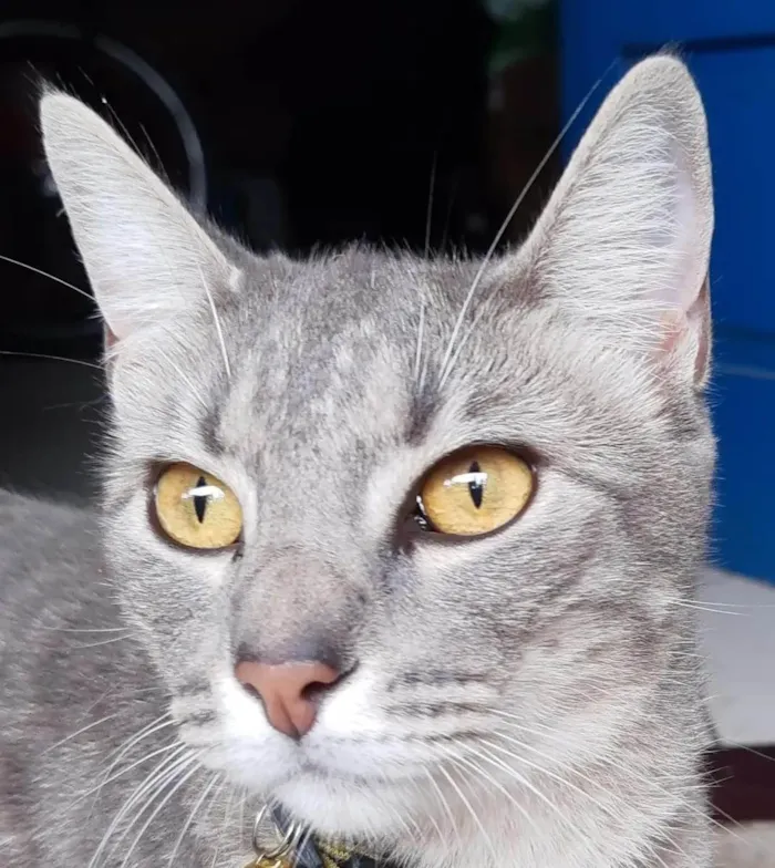 Gato ra a SRD-ViraLata idade 4 anos nome Joy