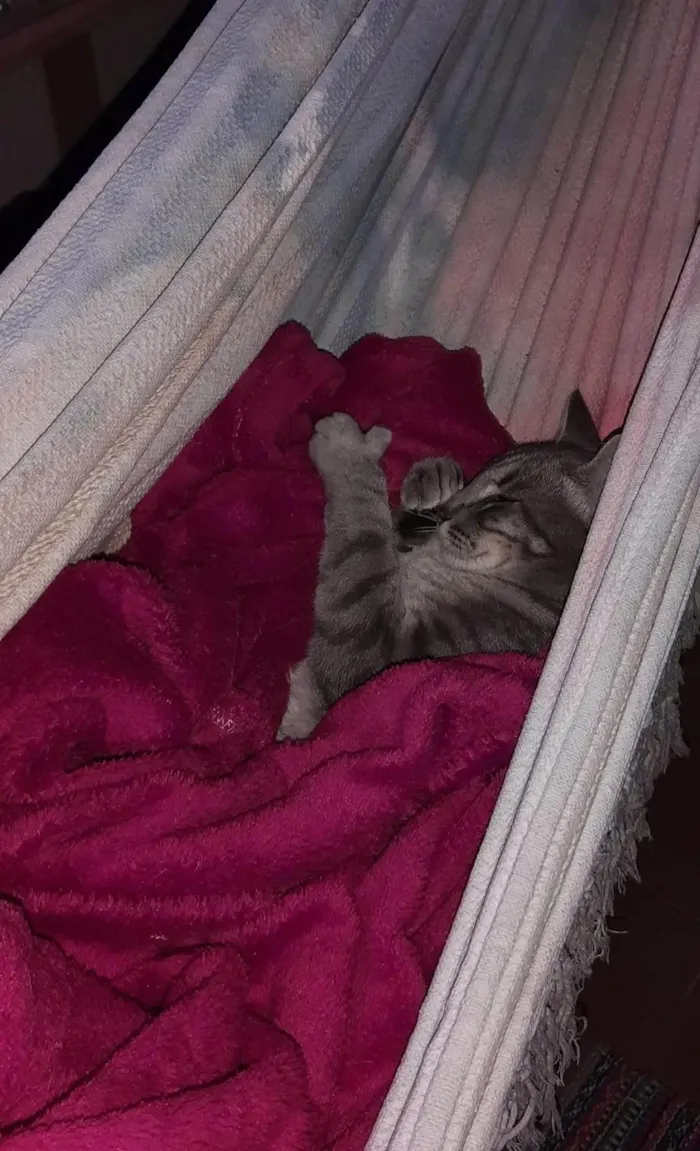 Gato ra a SRD-ViraLata idade 4 anos nome Joy