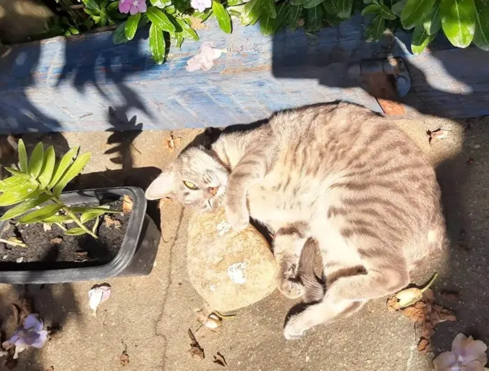 Gato ra a SRD-ViraLata idade 4 anos nome Joy